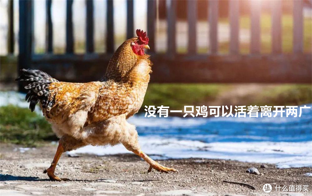 广东VS广西，谁才是“吃鸡第一名”？吃鸡肉的数据秀翻外省人