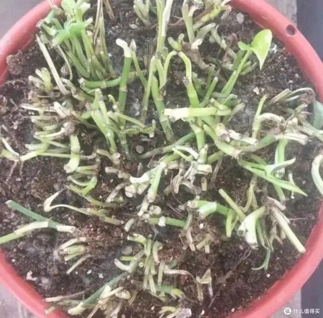 4月,赶紧给这几种花“剃光头”,剃完呼呼冒新芽,比施肥管用