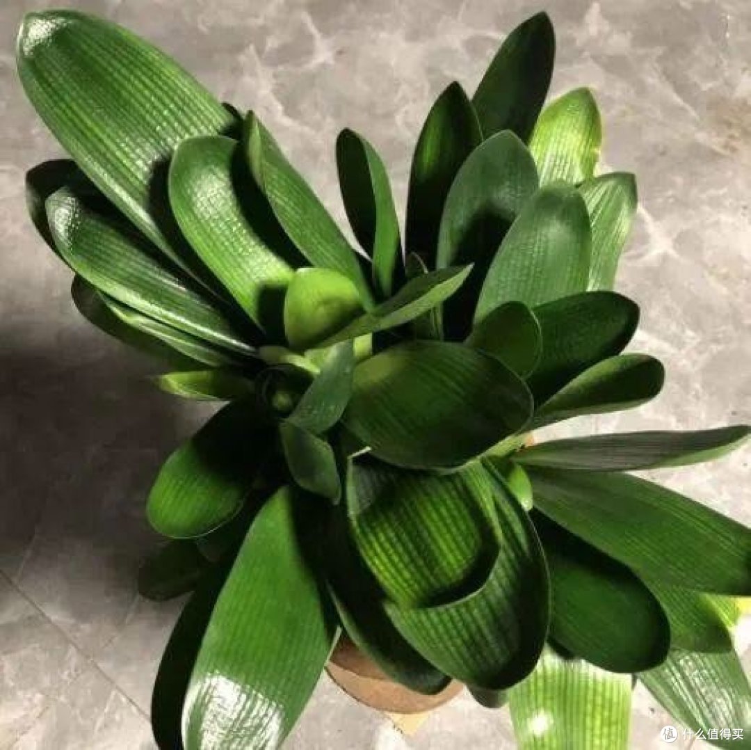 4月,赶紧给这几种花“剃光头”,剃完呼呼冒新芽,比施肥管用