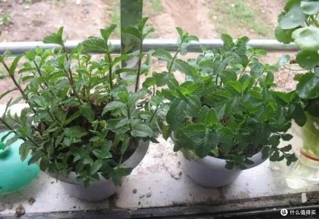 4月,赶紧给这几种花“剃光头”,剃完呼呼冒新芽,比施肥管用