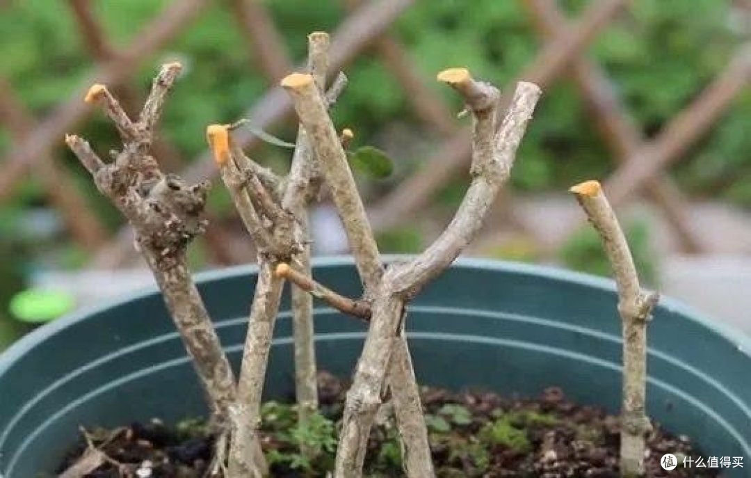 4月,赶紧给这几种花“剃光头”,剃完呼呼冒新芽,比施肥管用