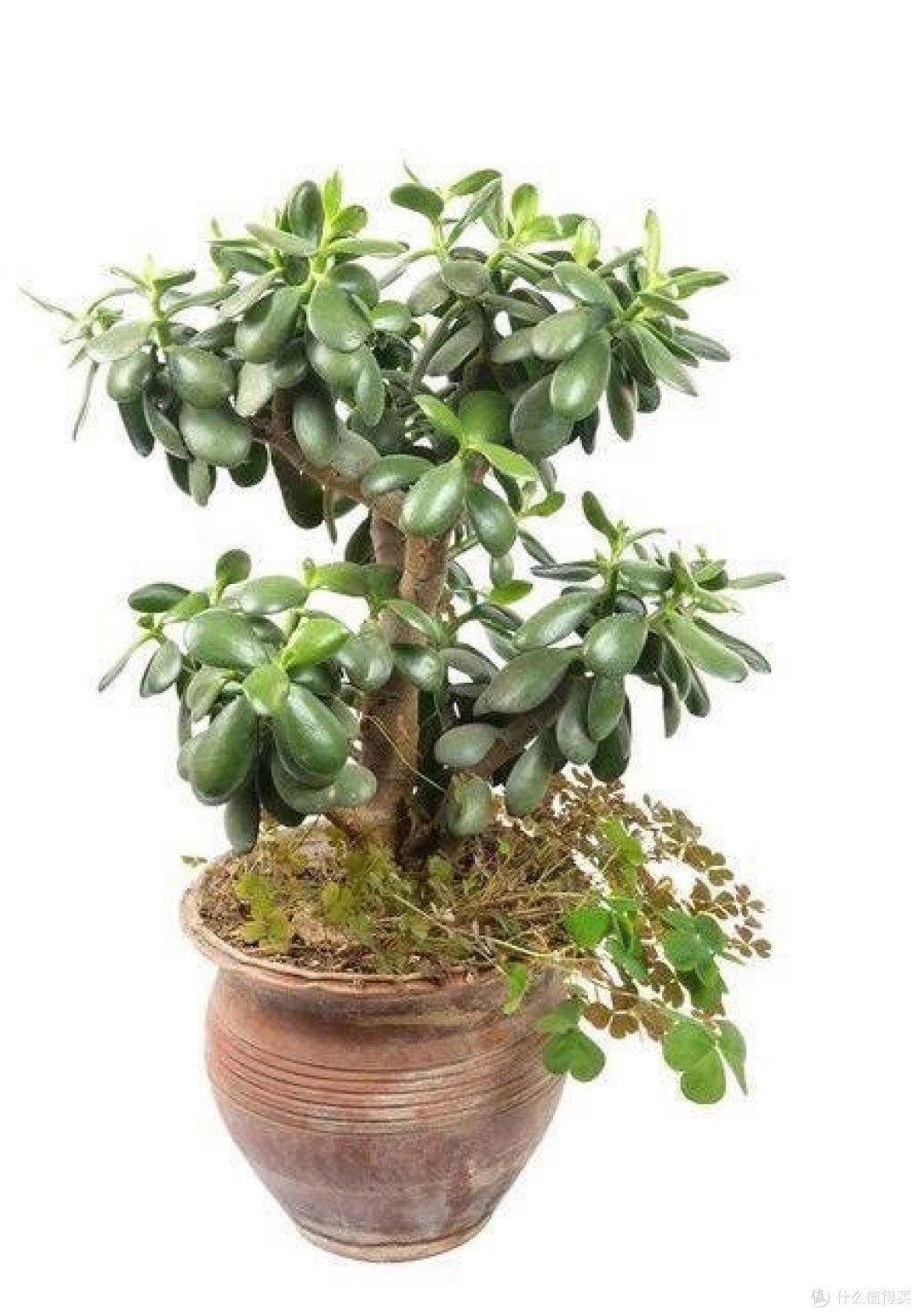 4月,赶紧给这几种花“剃光头”,剃完呼呼冒新芽,比施肥管用