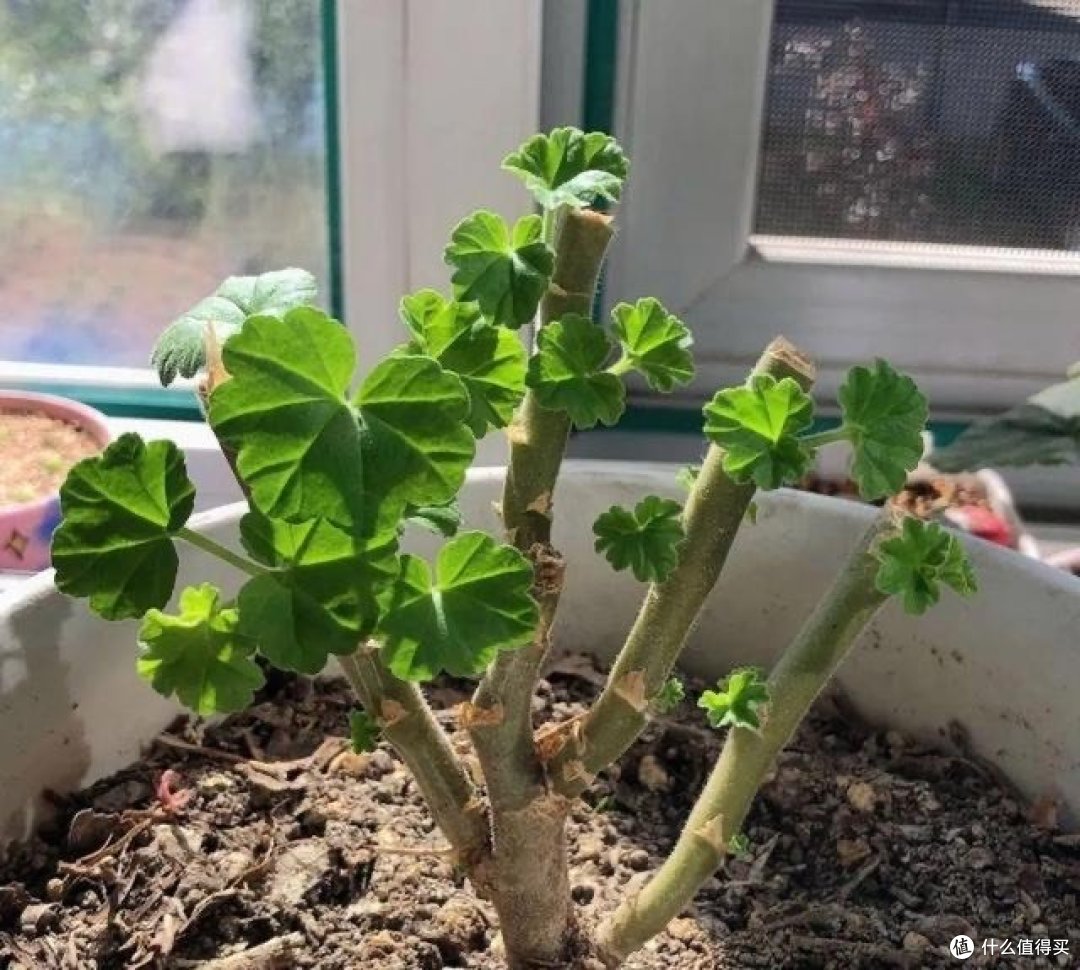 4月,赶紧给这几种花“剃光头”,剃完呼呼冒新芽,比施肥管用