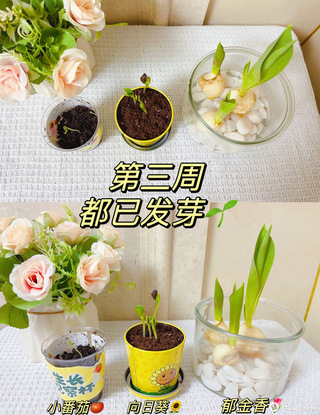 🌱实践出真知｜幼儿园里作业多，关于种子发芽这件事，历时一个月的作业献给大家，文末有欧气，快来吸