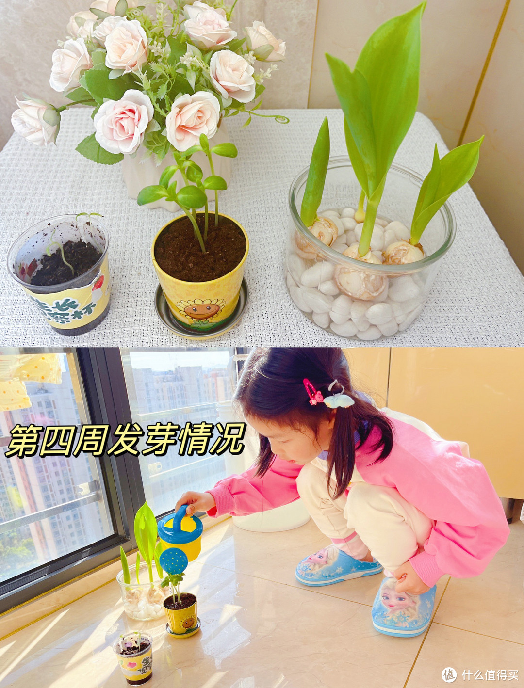 🌱实践出真知｜幼儿园里作业多，关于种子发芽这件事，历时一个月的作业献给大家，文末有欧气，快来吸