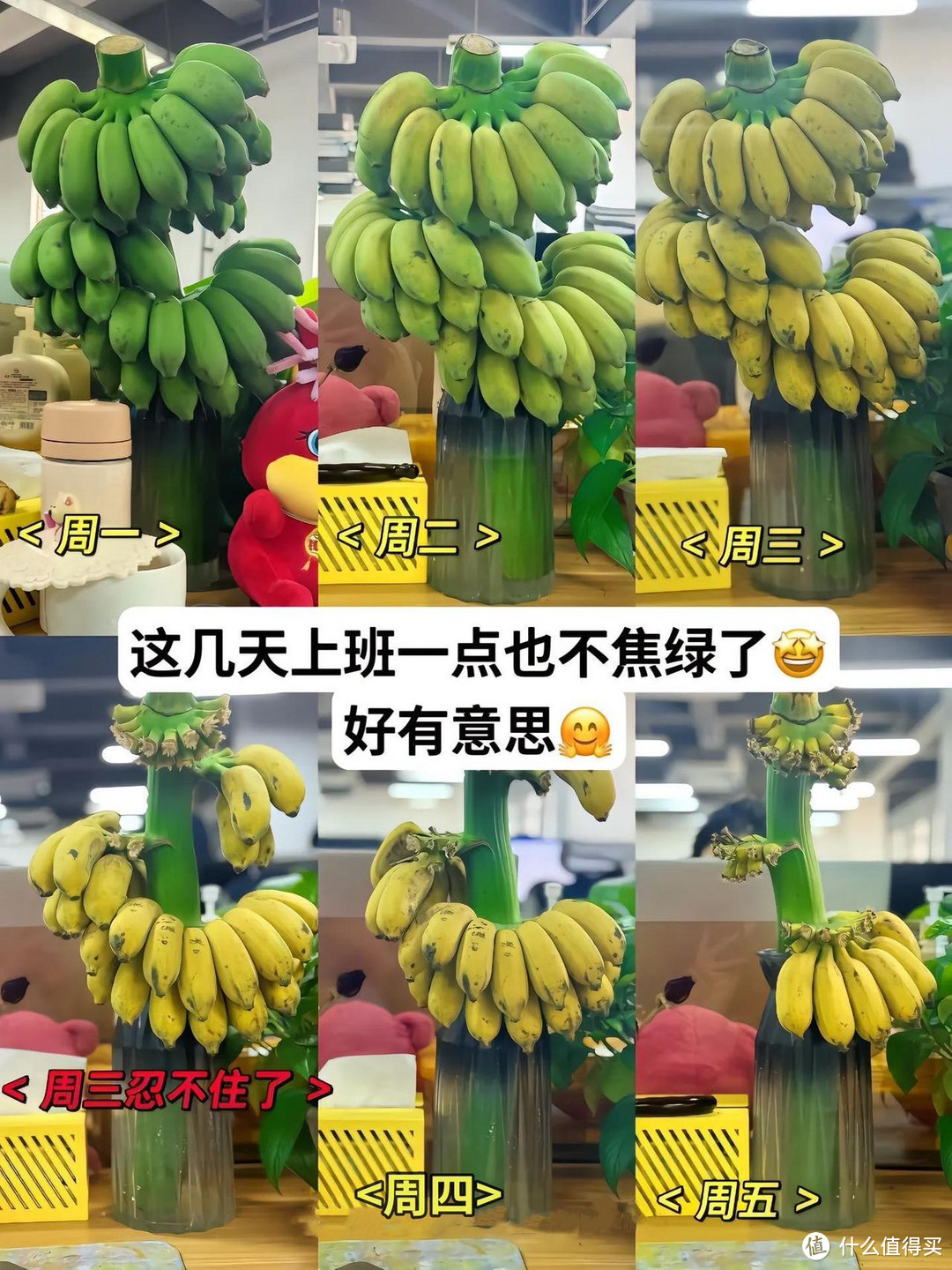 禁止蕉绿【禁止焦虑】好玩又好吃的水培香蕉-亲测