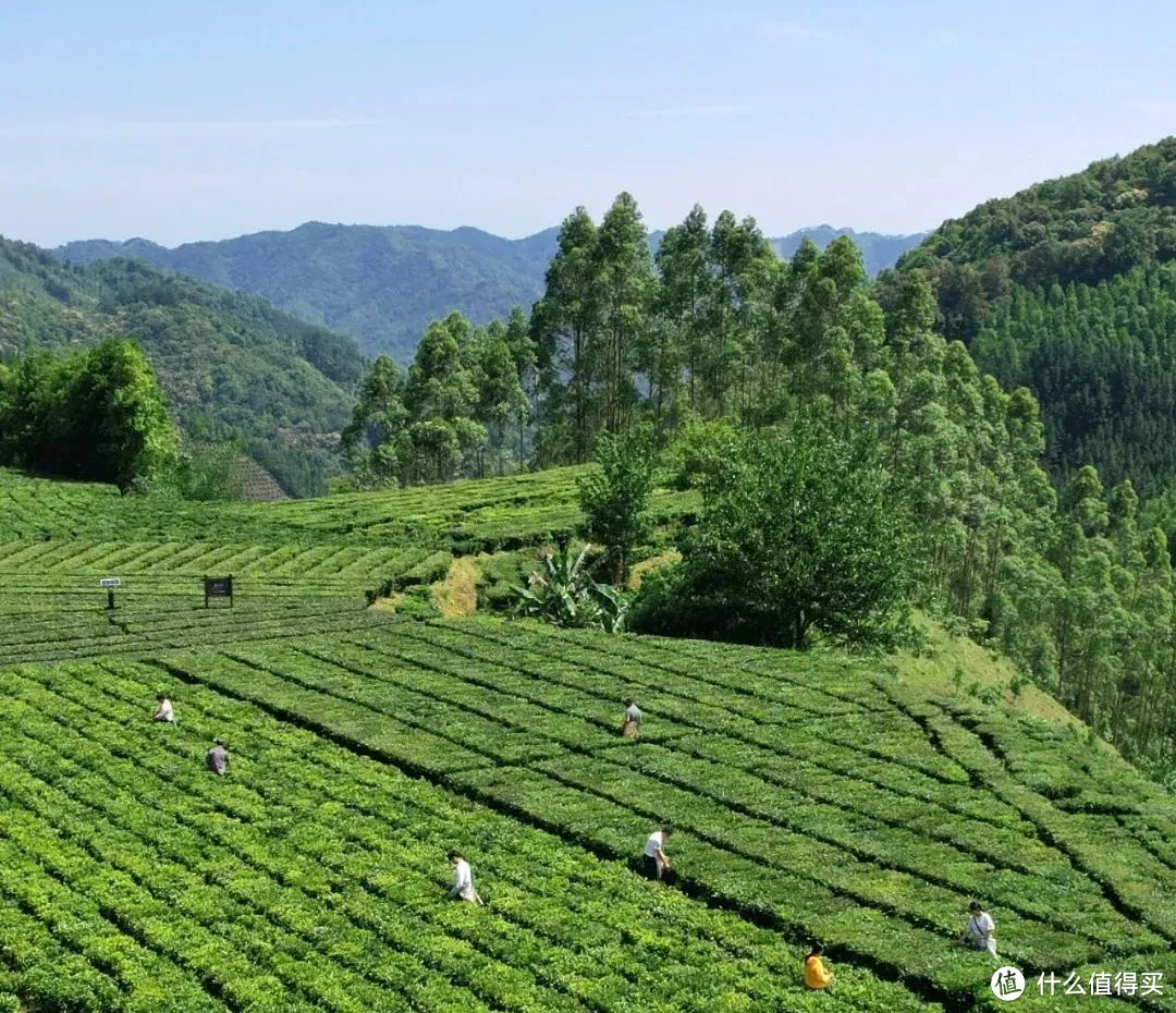 （六堡镇的高山茶园）