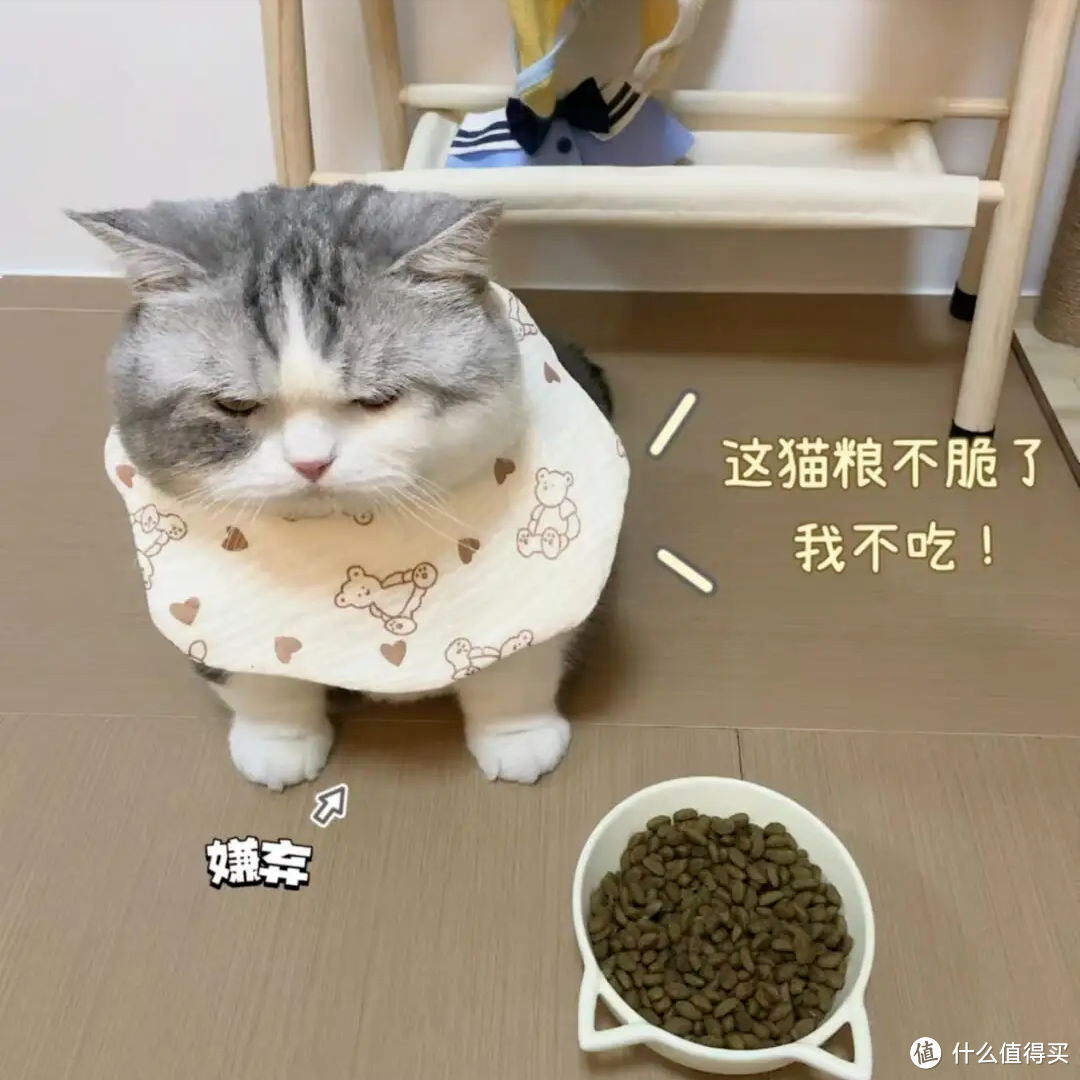 如何挑选猫粮？教你8招，轻松挑出优质猫粮！