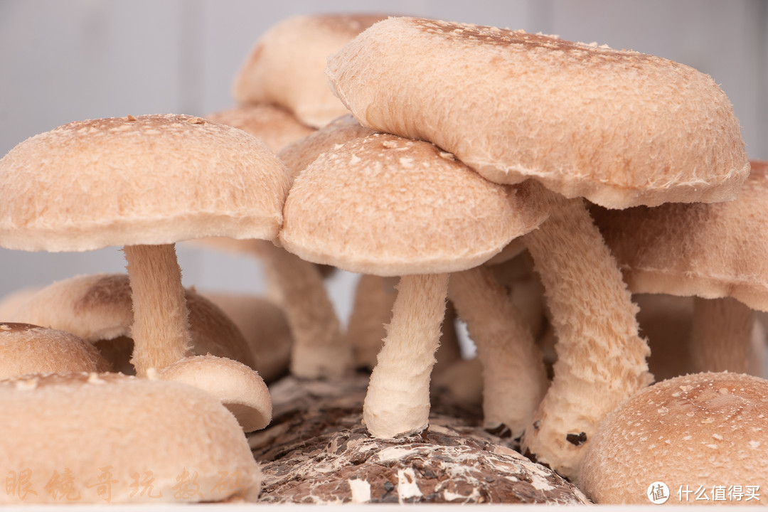 超级菇菇菌菇生态箱，和孩子一起见证蘑菇成长的快乐