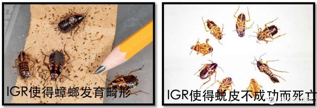 左图:使用IGR后扭曲翅膀发育不全的成虫。右图:使用IGR后因蜕皮并发症而死亡的若虫