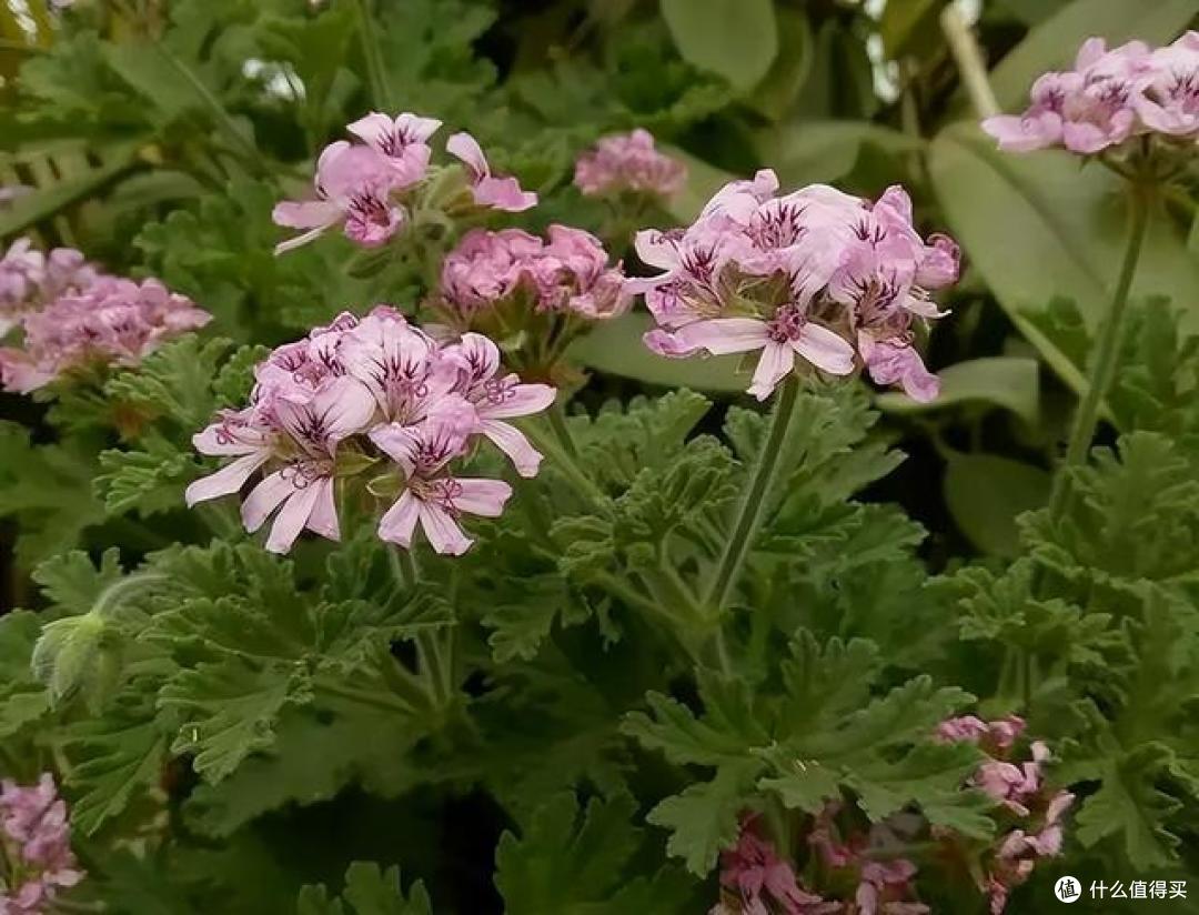 蚊子“讨厌”的3种植物,家里“养几盆”,夏天好“驱蚊”,绝了