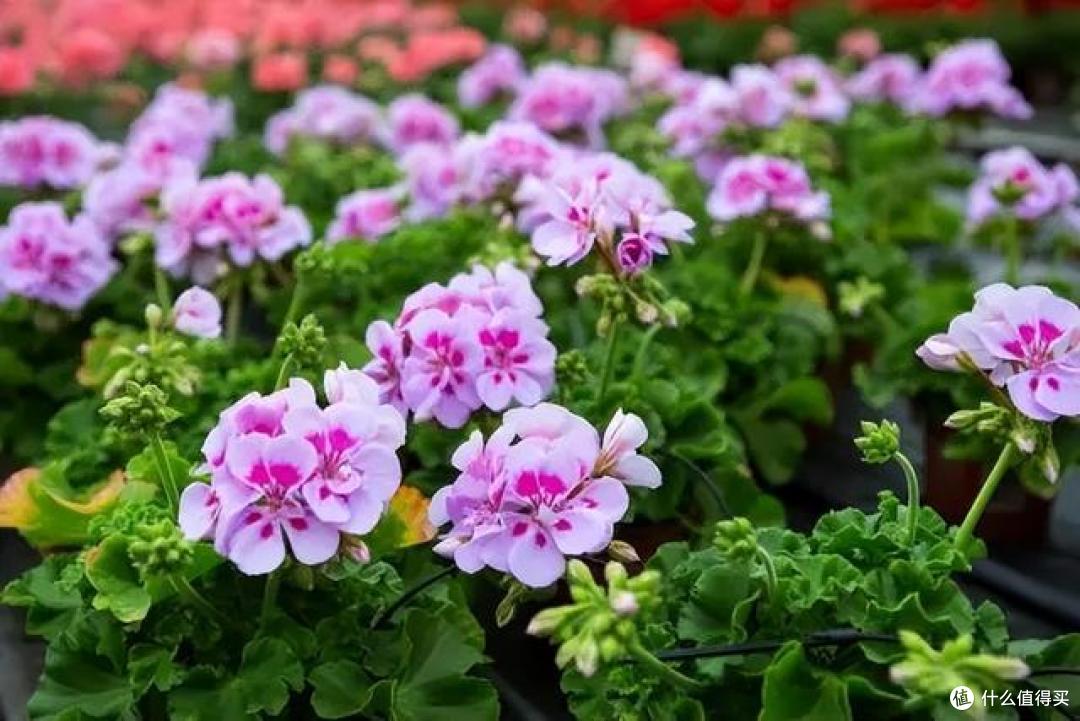 蚊子“讨厌”的5种花卉植物,家里“养几盆”,蚊子“敬而远之”