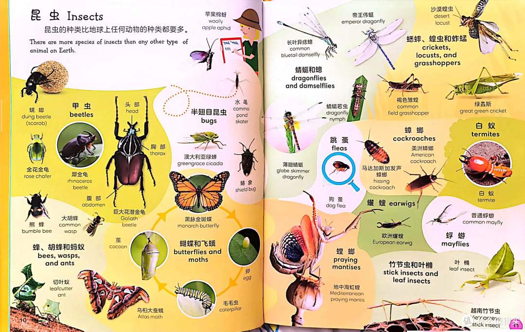 精彩的动物世界+动物英语词典的完美结合—《DK动物双语词汇1000》