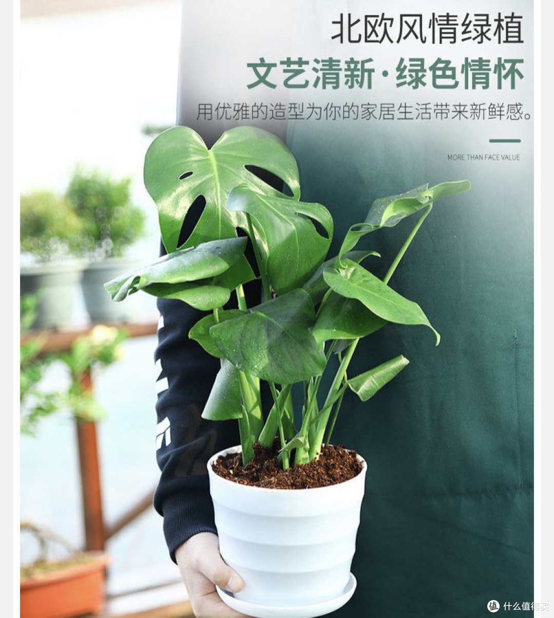 龟背竹科普知识_盆栽_什么值得买