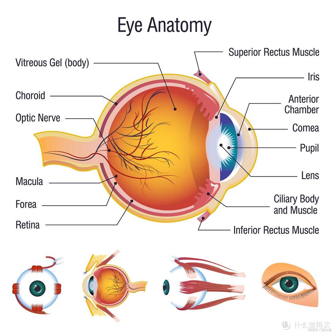 视网膜结构