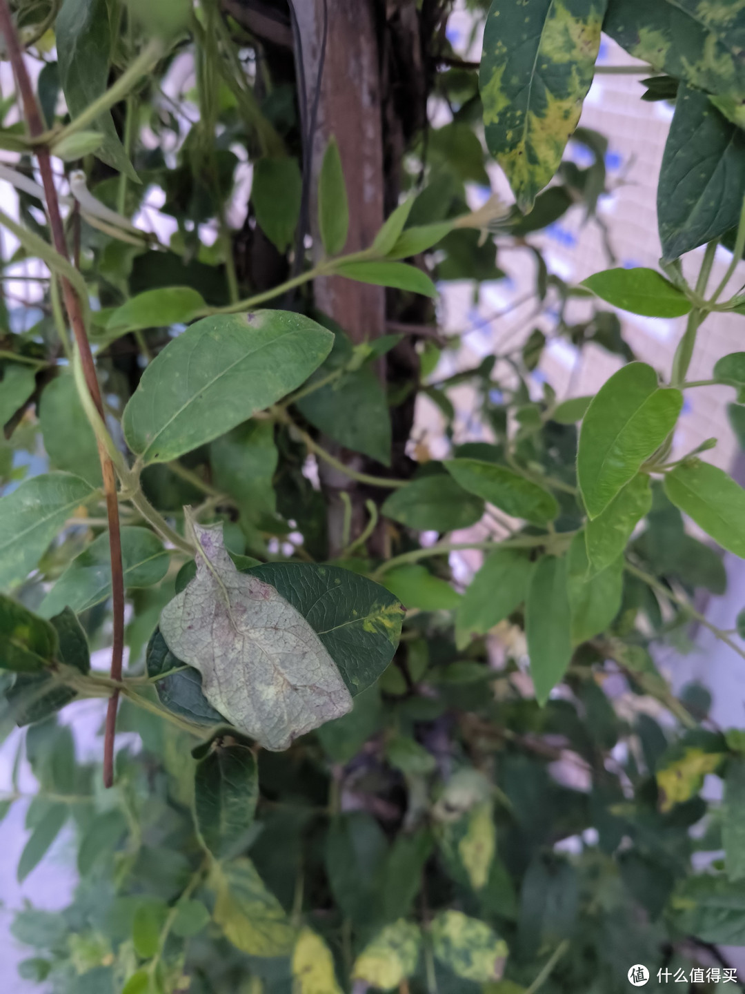 市面上的金银花饮料谁还记得