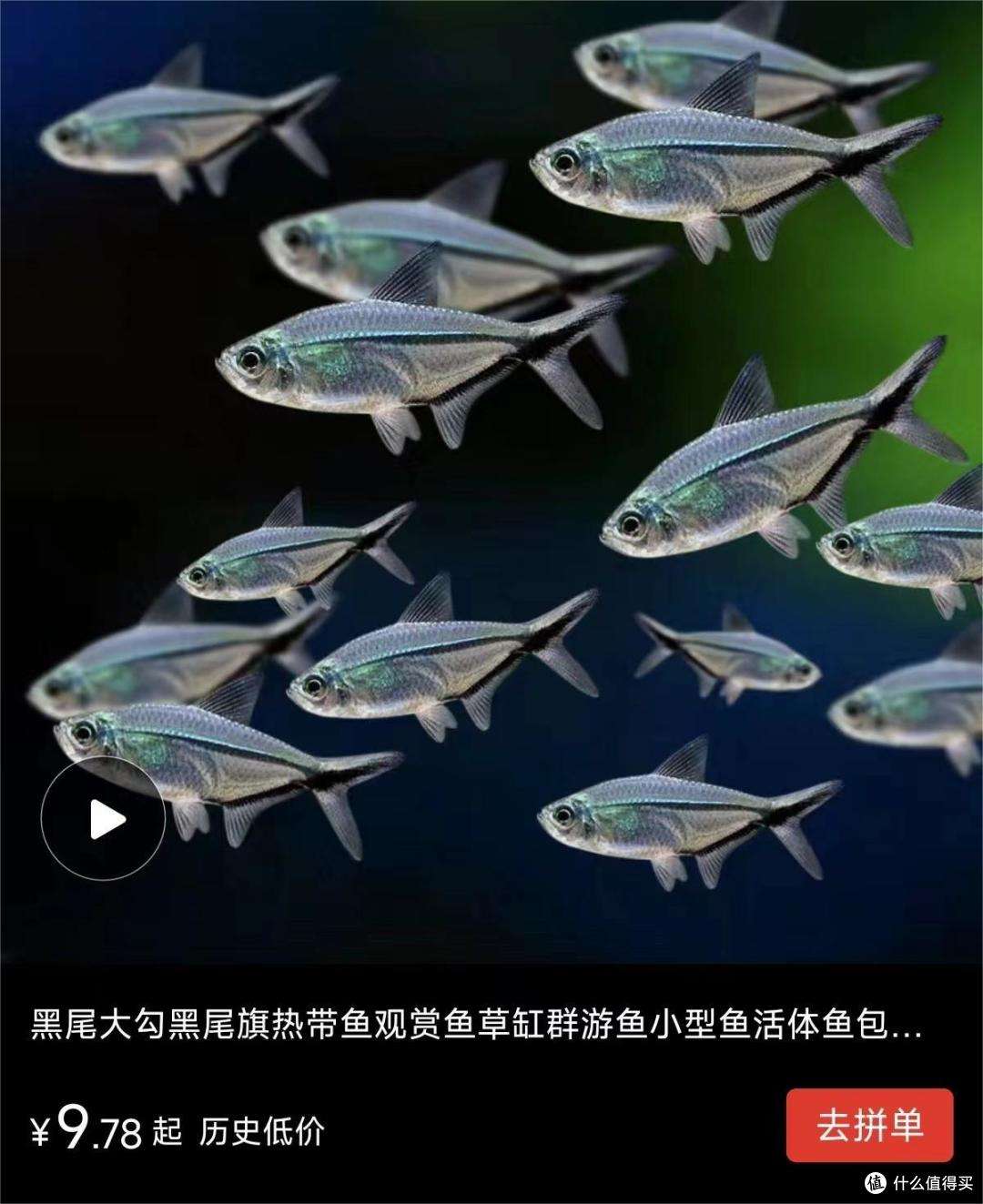 懒人养鱼日记《新手开缸》