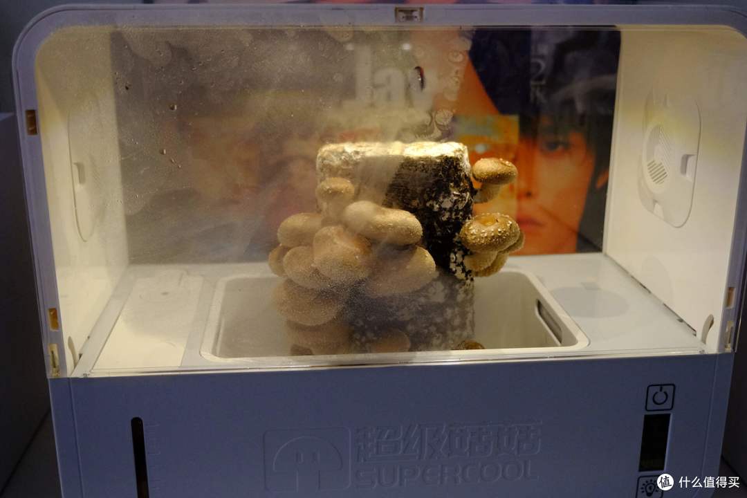 超级菇菇生态箱:桌面上的绿色农场,实现吃菇自由!