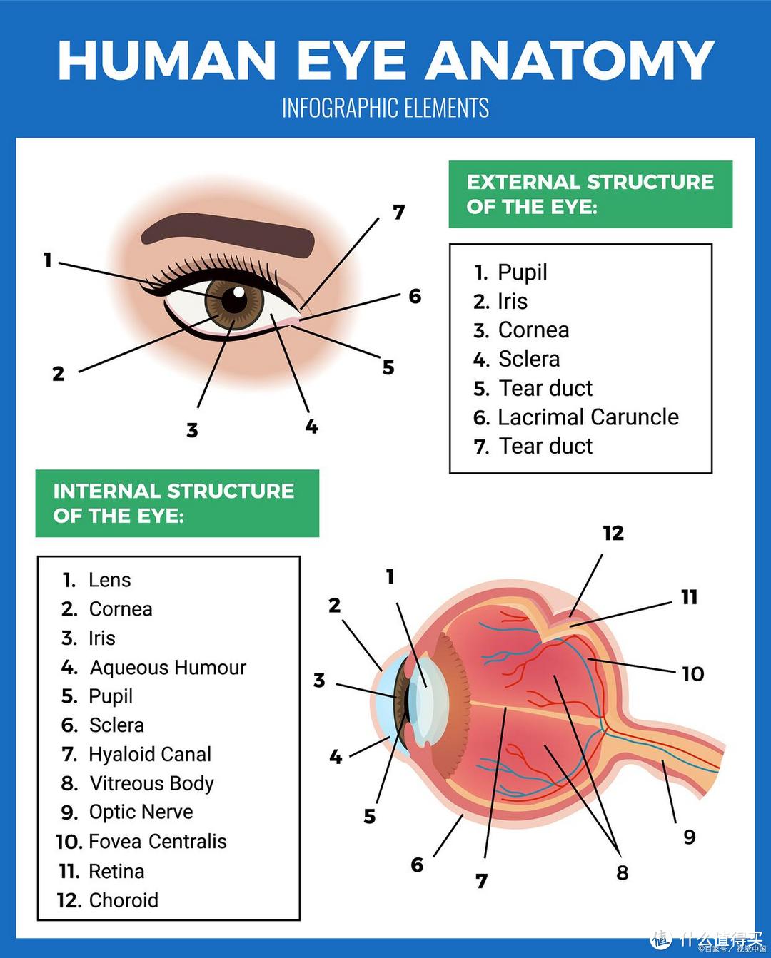 视网膜解剖