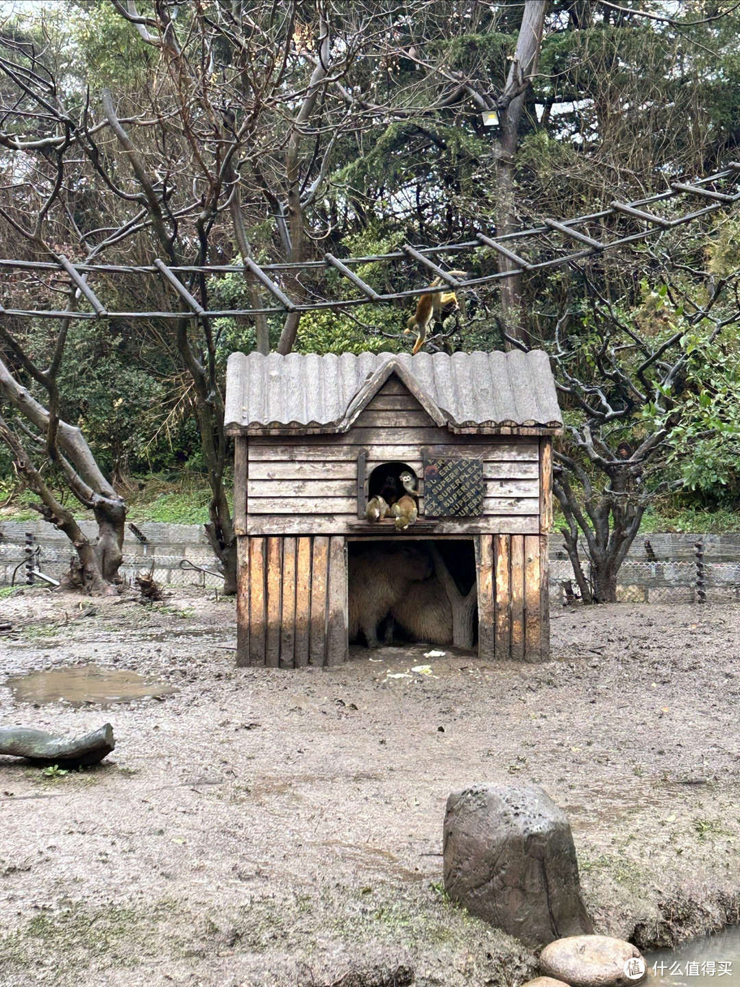 到上海野生动物园遛娃，双双被袋鼠咬了……
