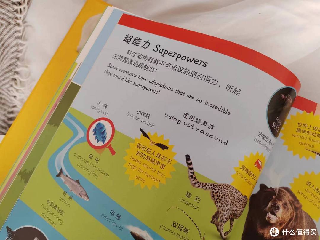 《DK动物双语词汇1000》：双语启蒙与动物世界探秘的完美结合