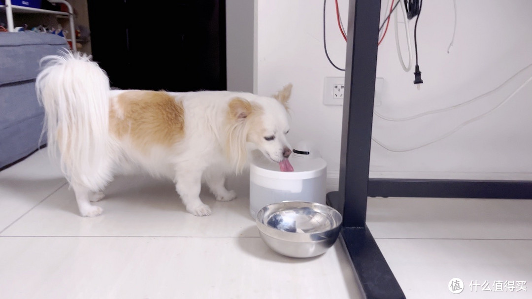 Hiigge雪顶宠物智能饮水机评测：智能守护饮水健康，让宠物爱上喝水