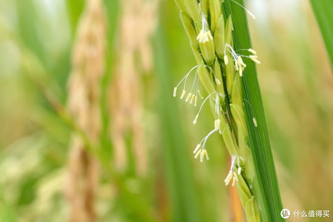 水稻的花（图片来源：veer图库）