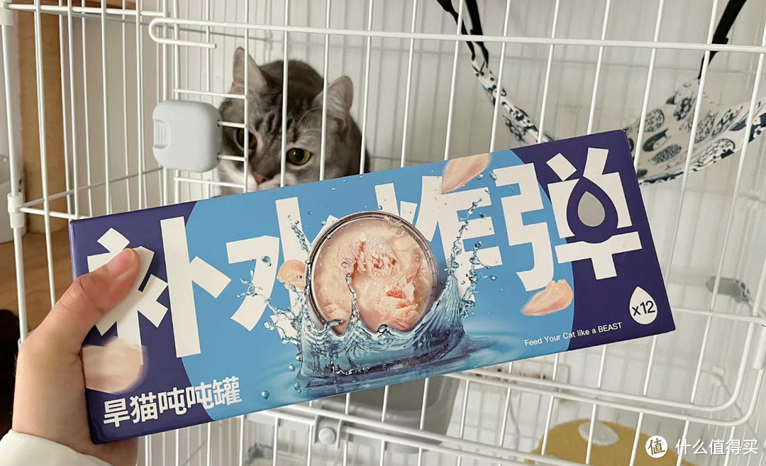 猫咪补水很重要！帮助排尿健康