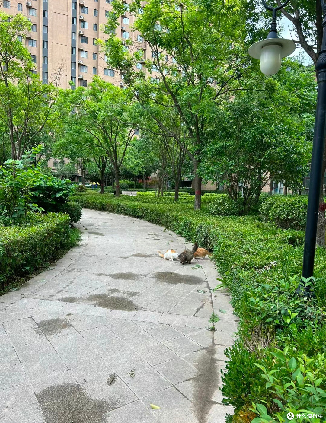 保护流浪猫,每个人的责任