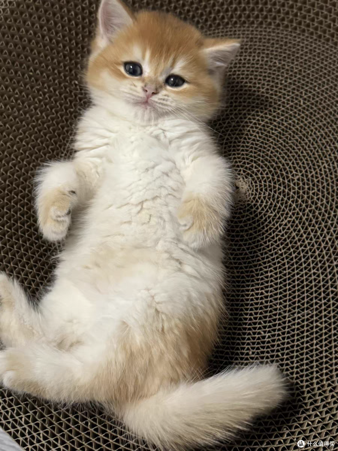 耐抓不烂，不卡爪不伤爪的猫抓盘
