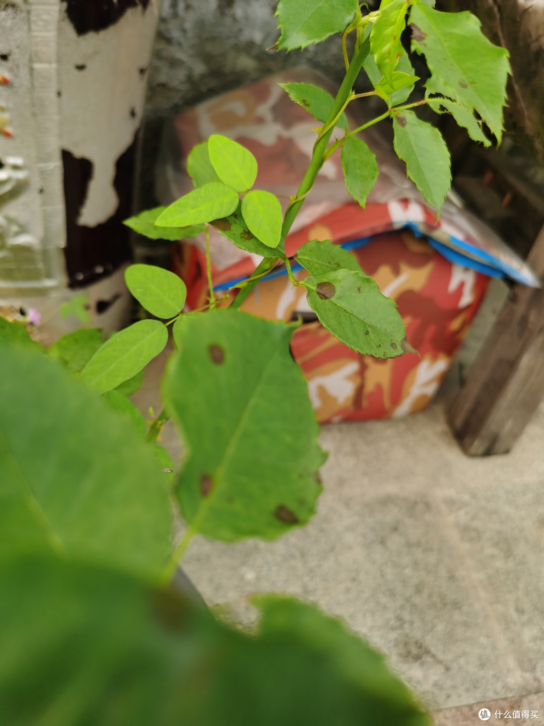暖心行动:让每一只流浪猫都能拥有温暖的家!
