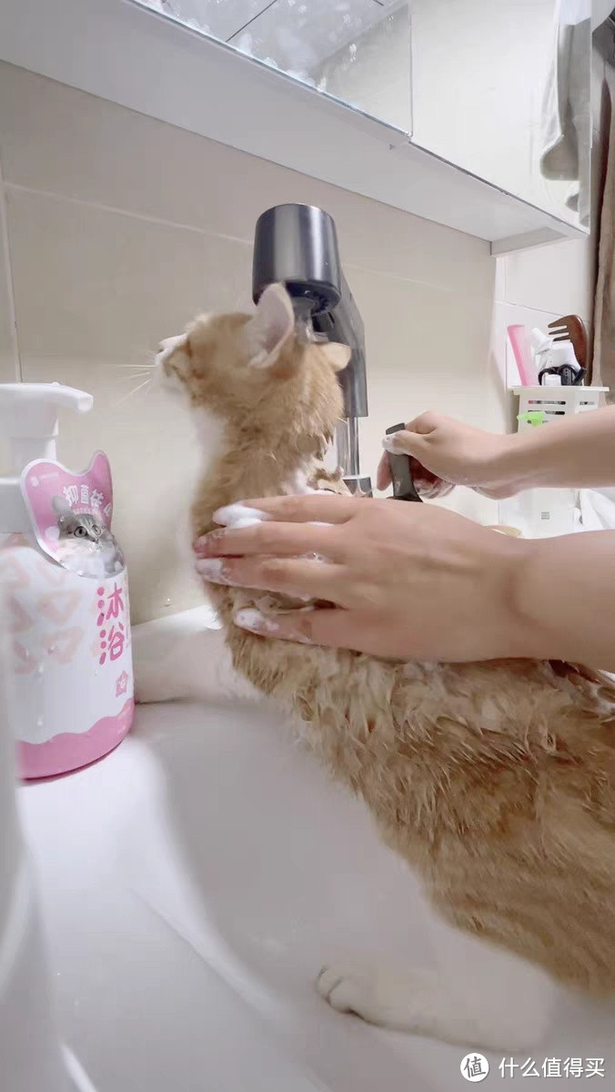 猫咪也能享受泡泡浴？试试这款神经猫猫咪专用沐浴露！