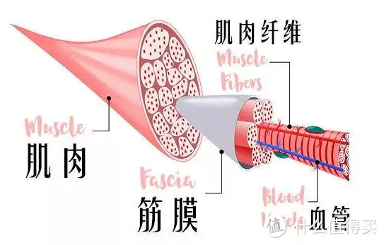 筋膜枪什么牌子好用？精选力荐五大高水准精品