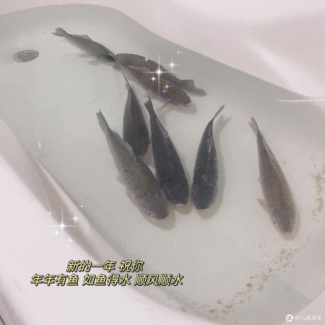 浴缸变鱼缸