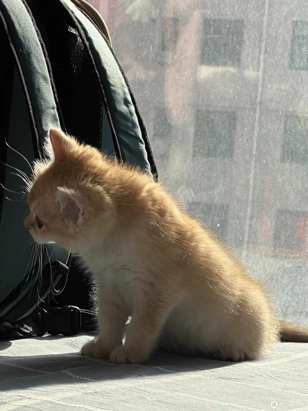 可以装宠物猫的背包,太好用了