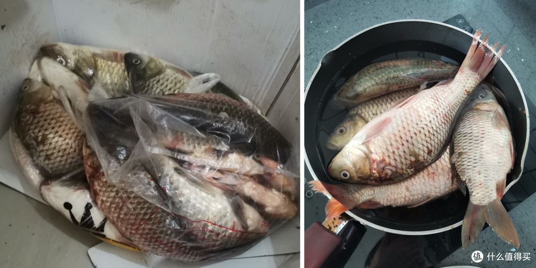 你会是我的那位心软君?给我鱼鱼吃、为我铲屎?