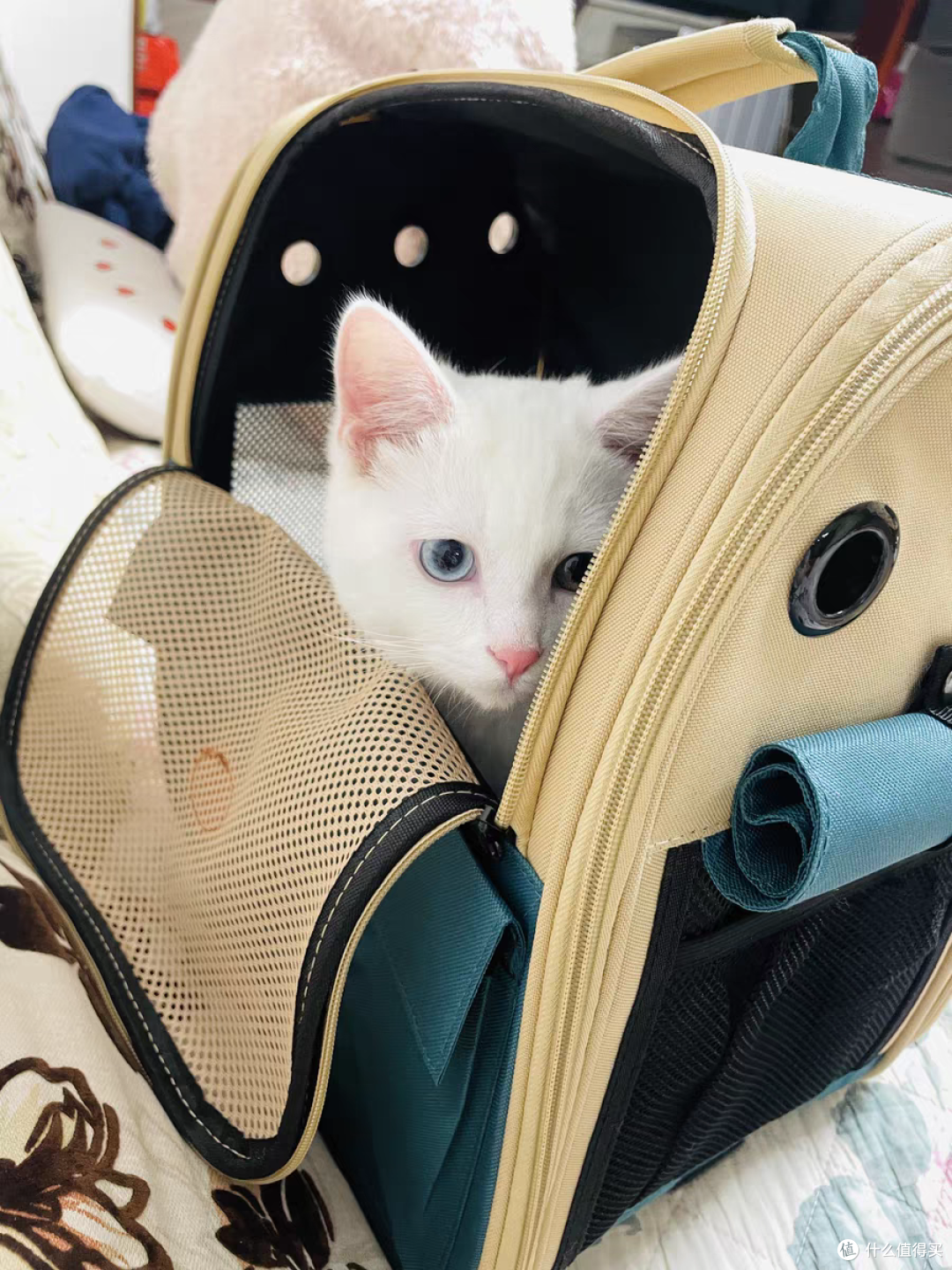 大空间,小猫藏着不暴躁