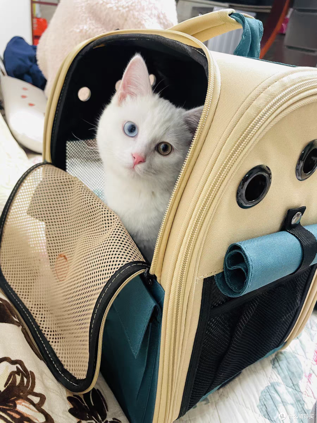 大空间,小猫藏着不暴躁