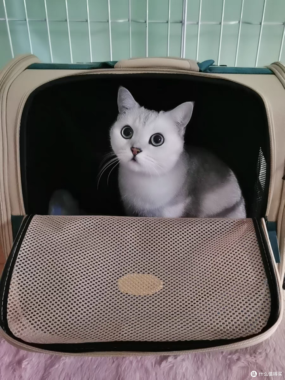 大空间,小猫藏着不暴躁