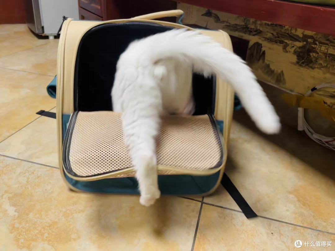 大空间,小猫藏着不暴躁
