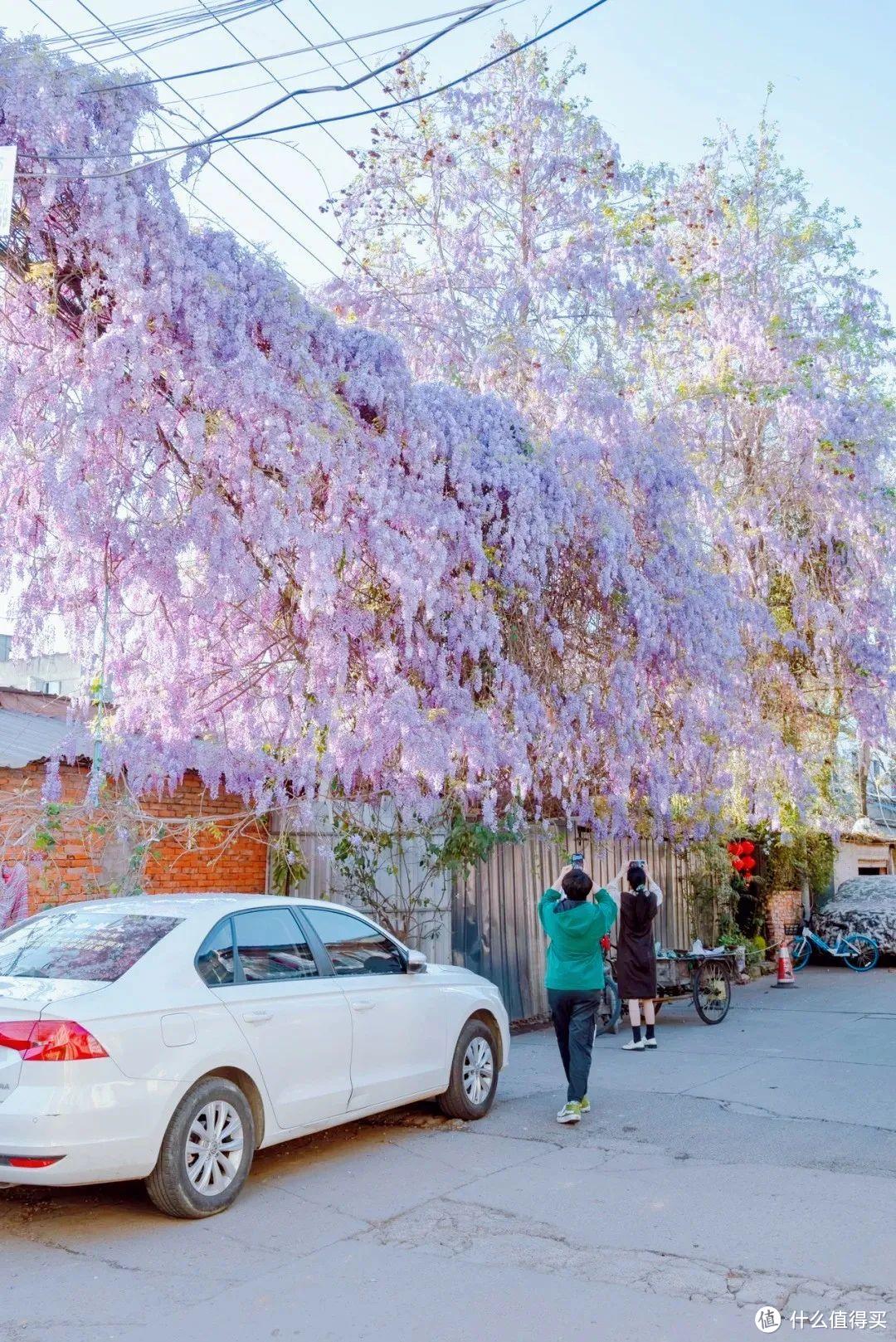 成都一88岁婆婆种的“紫藤萝”，在巷子里开成“花瀑布”，美哭了