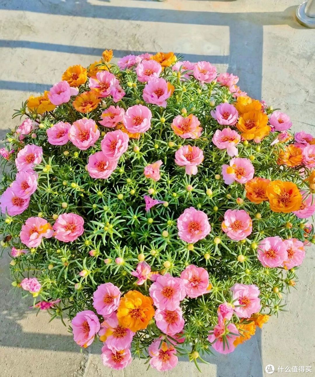 5种花漂亮便宜又好养，花开不停，多到数不清，养一株阳台变花园