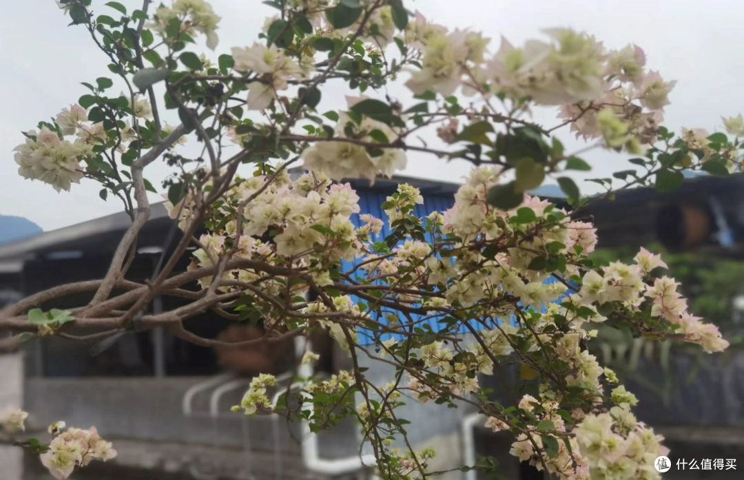 让三角梅开花多，连续开花，一定做1件事，不停有花苞，开花不断