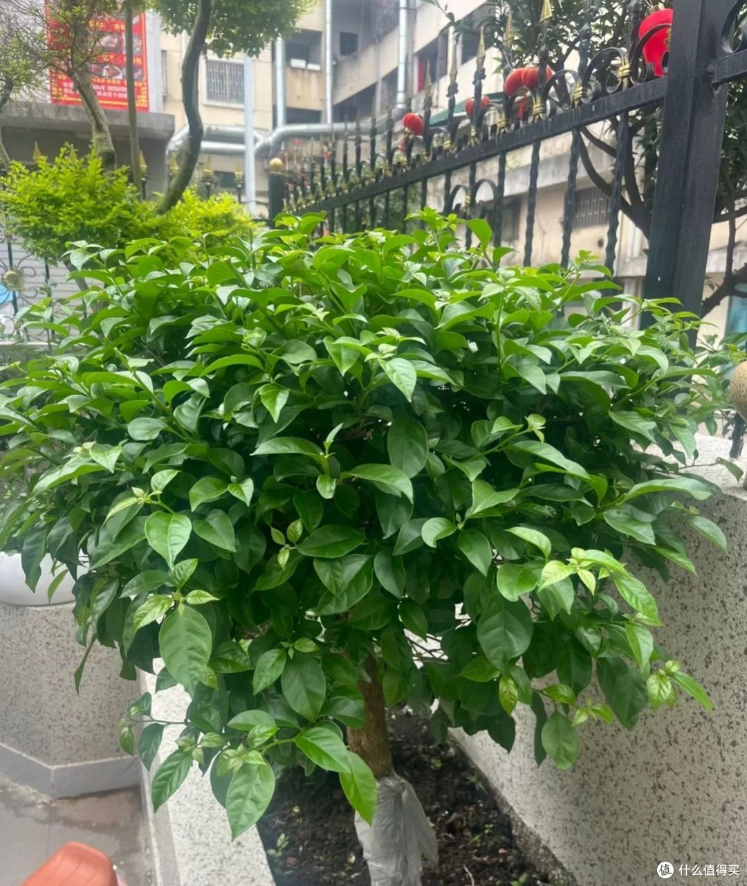 让三角梅开花多，连续开花，一定做1件事，不停有花苞，开花不断