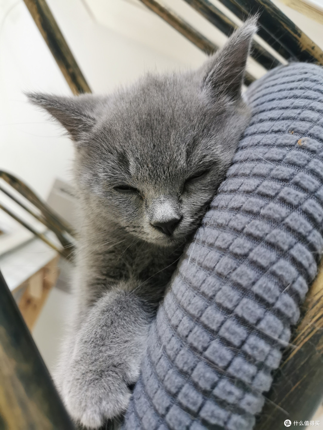 我可爱的猫主子