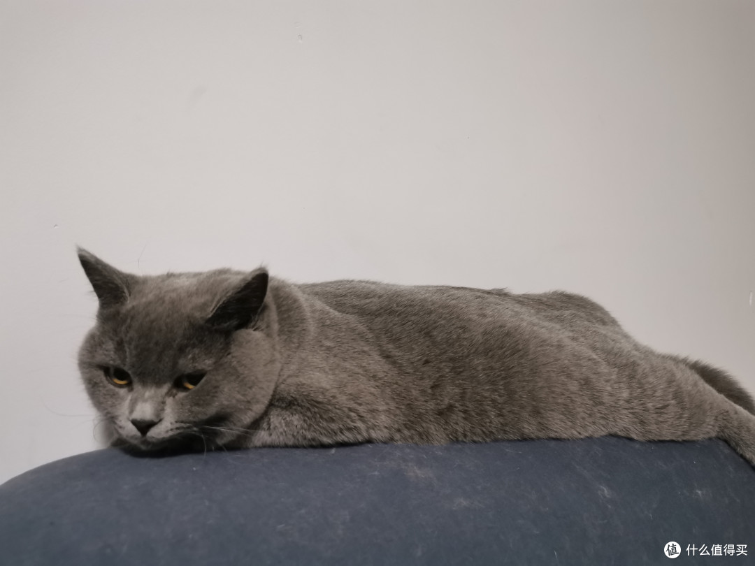 我可爱的猫主子