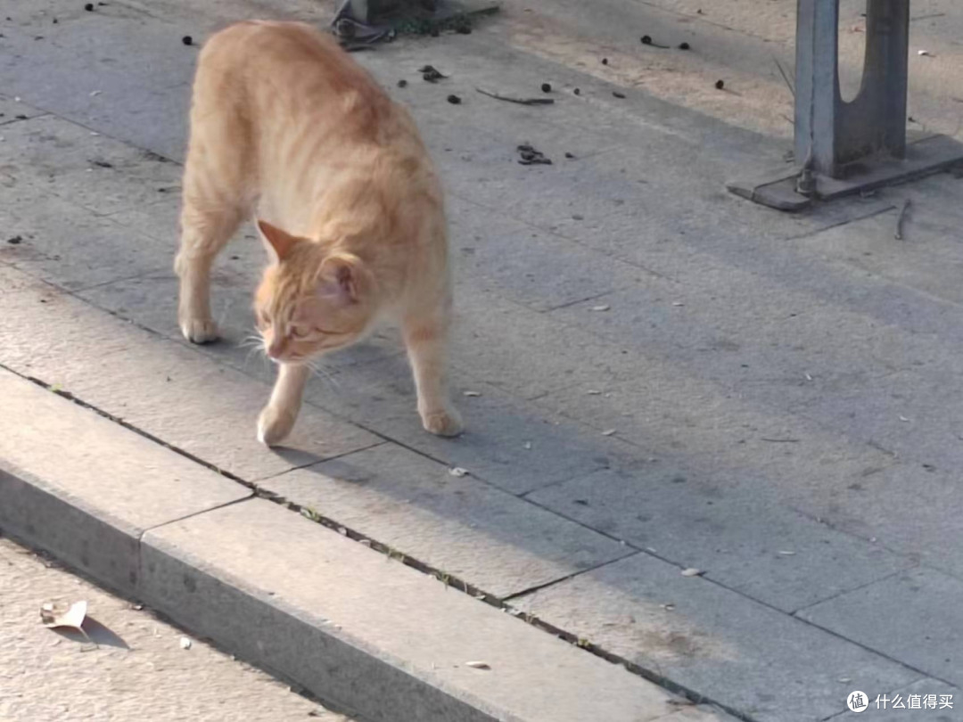 选择猫咪罐头的标准与推荐