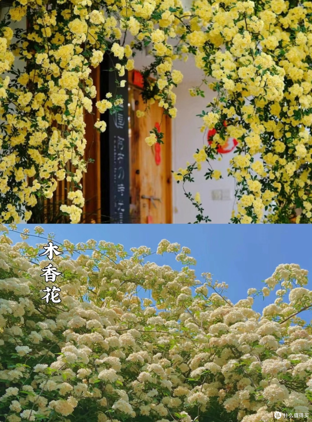 一些适合做花墙的爬藤植物