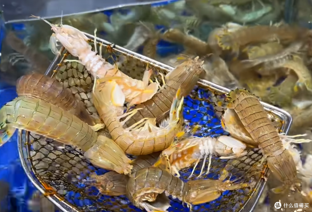 浙江宝藏海滨城市,看蓝眼泪,赏雅乐,吃小海鲜,你会心动吗?