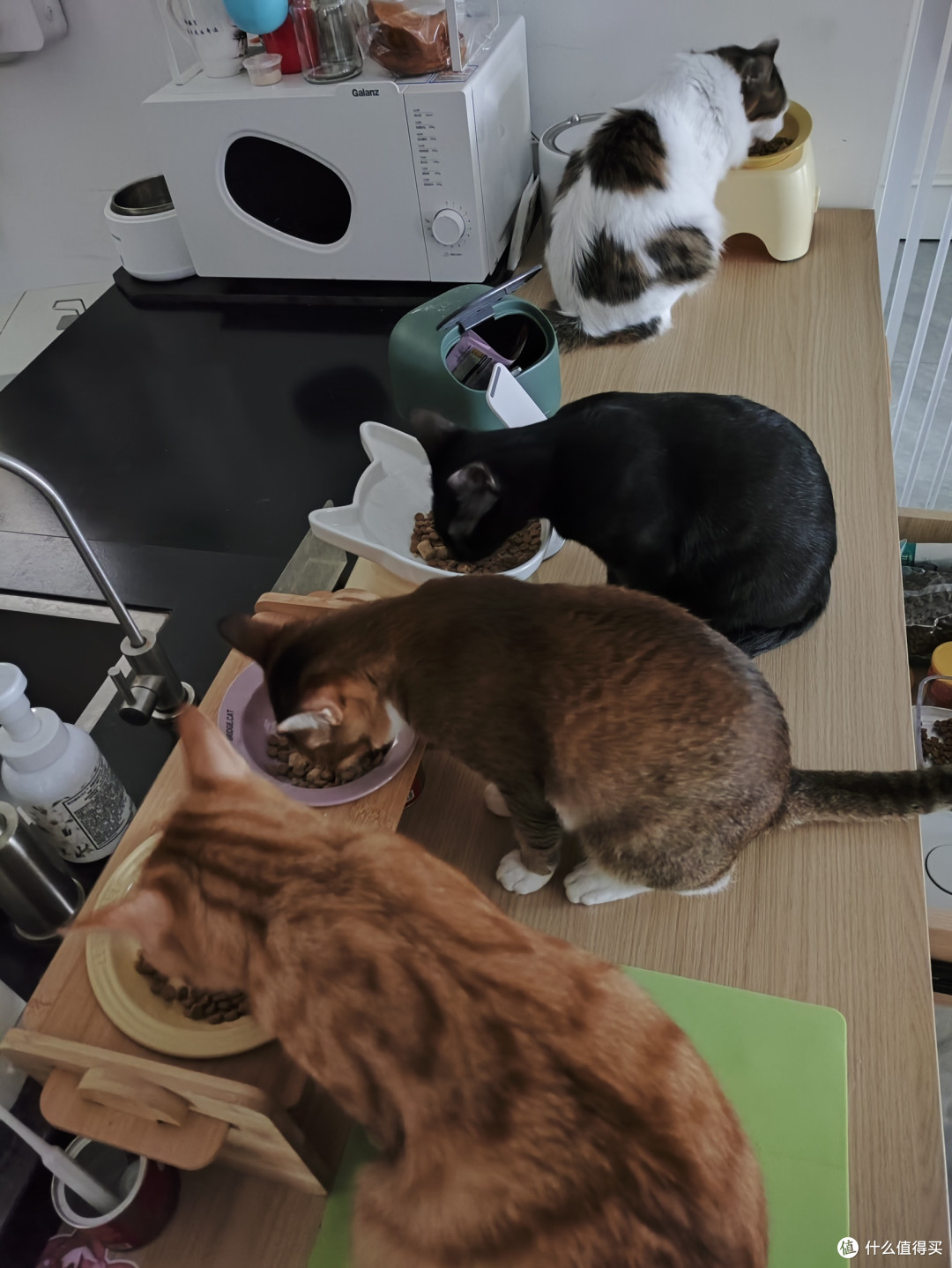 小猫换粮软便怎么办?